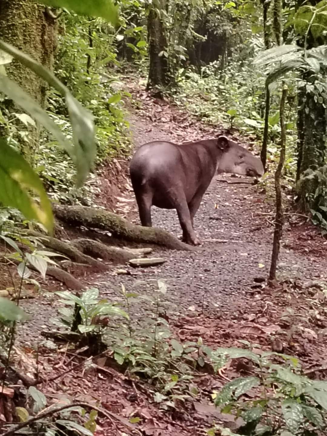Tapir caminando por un sendero del bosque